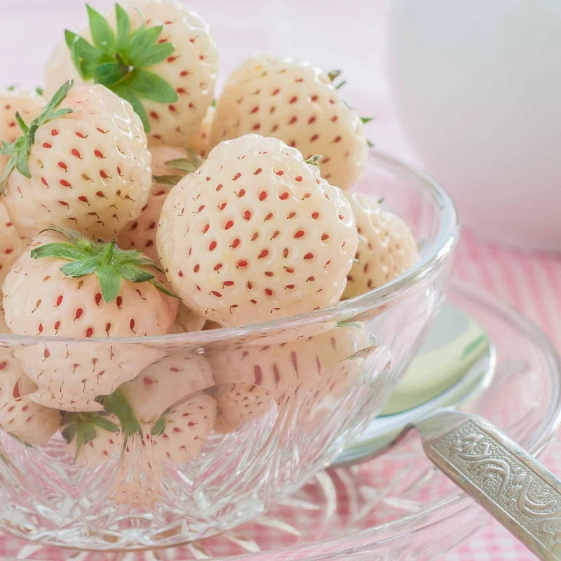 Collection de 4 fraisiers originaux