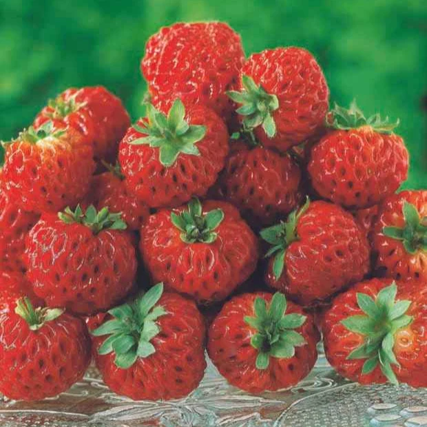 Collection de 4 fraisiers originaux