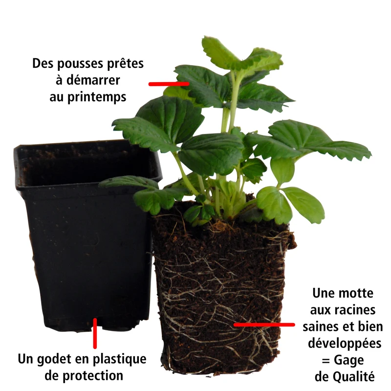 Collection de 4 fraisiers originaux