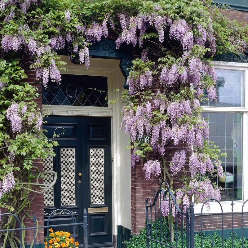 Glycine du Japon Naga Noda