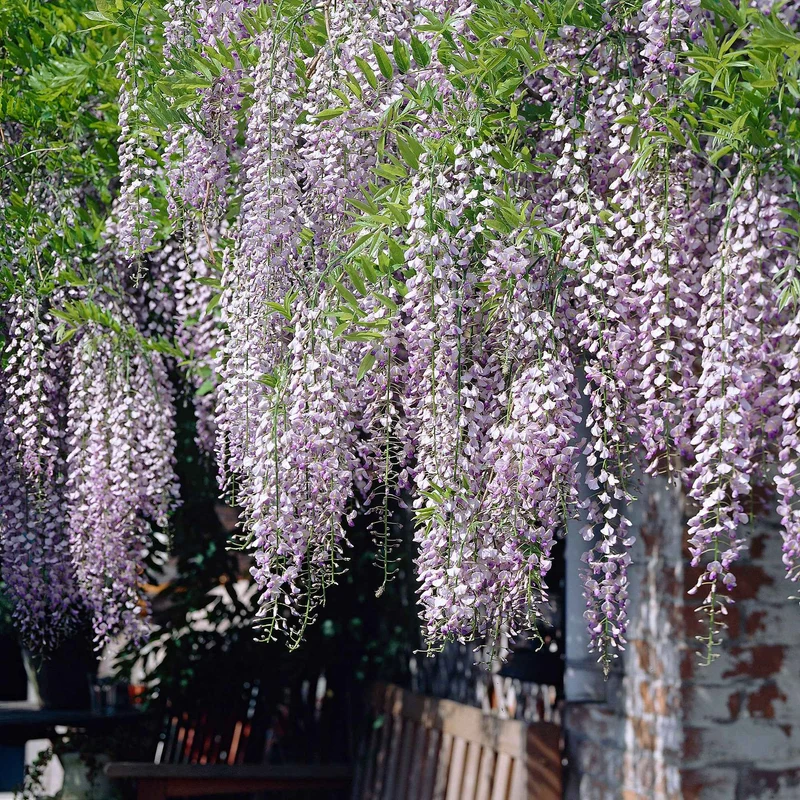 Glycine du Japon Naga Noda