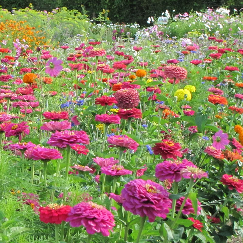 Graines de fleurs spécial fleurs à couper en mélange