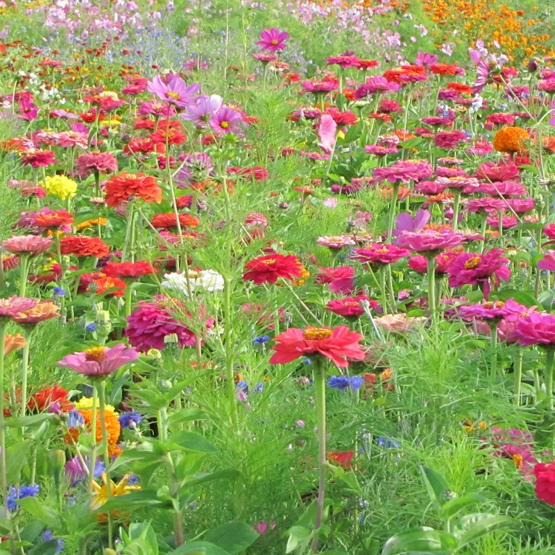 Graines de fleurs spécial fleurs à couper en mélange