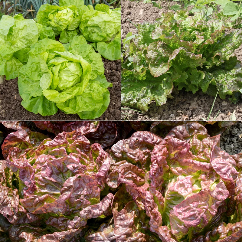 Collection de 6 mois de salades