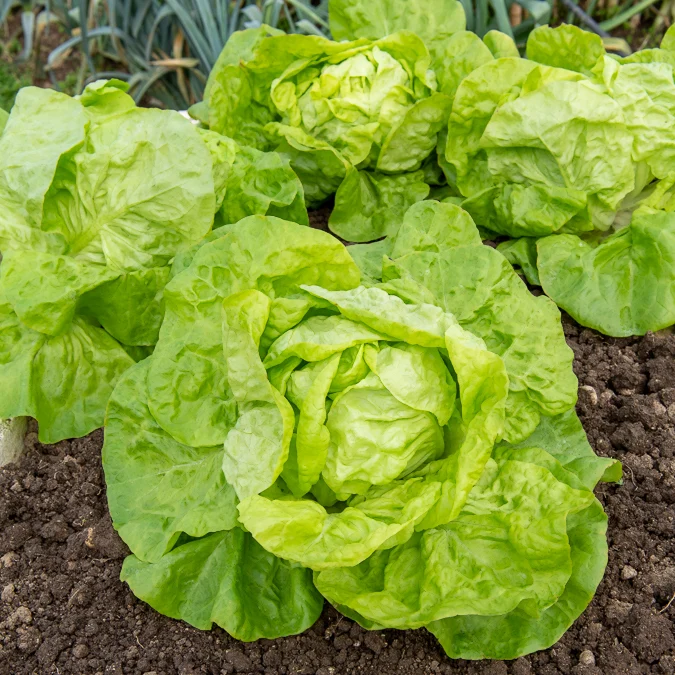 Collection de 6 mois de salades