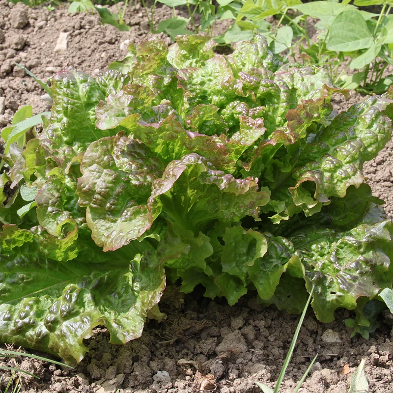 Collection de 6 mois de salades