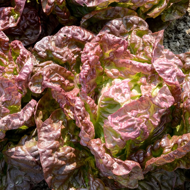 Collection de 6 mois de salades