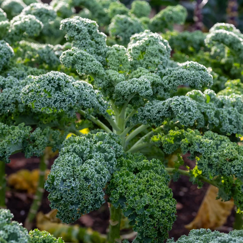 Chou frisé d'automne tardif Westlandse Herfst - Chou Kale