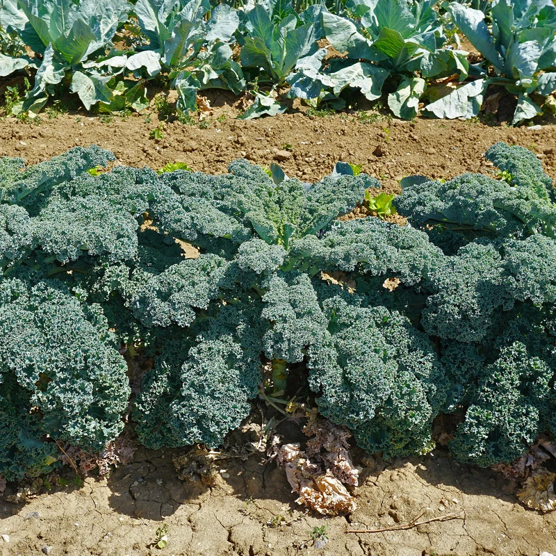 Chou frisé d'automne tardif Westlandse Herfst - Chou Kale