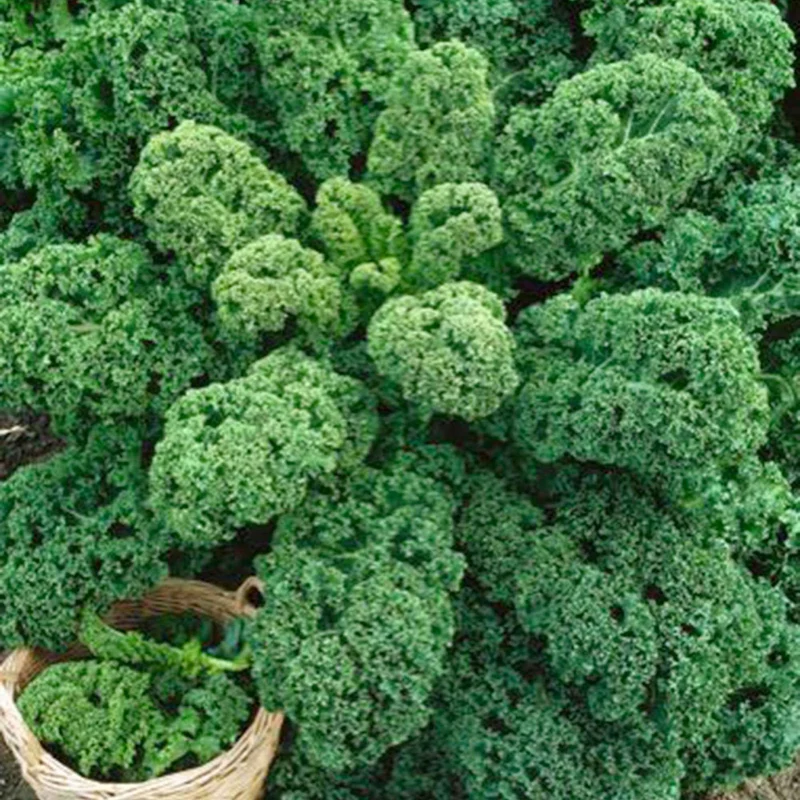 Chou frisé d'automne tardif Westlandse Herfst - Chou Kale