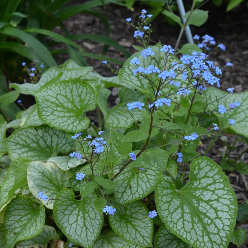 Myosotis du Caucase Emerald Mist ®