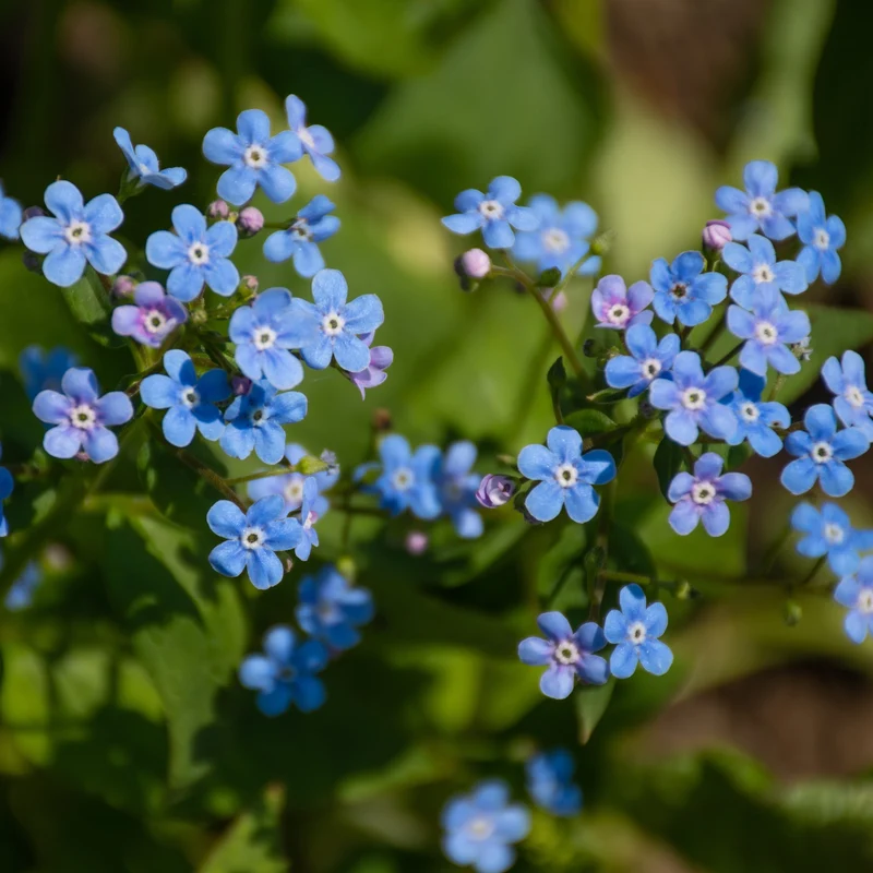 Myosotis du Caucase Emerald Mist ®