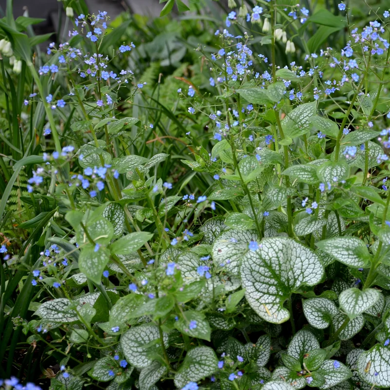 Myosotis du Caucase Emerald Mist ®