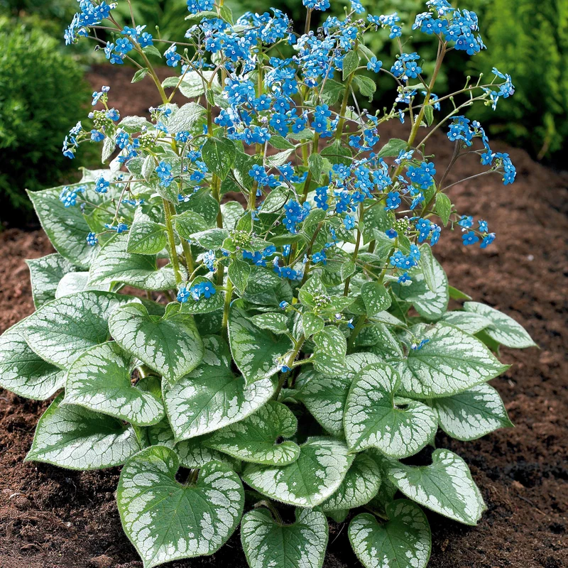 Myosotis du Caucase Emerald Mist ®