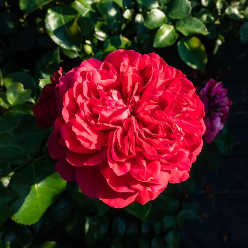 Rosier floribunda Red Leonardo da Vinci ® Meiangele