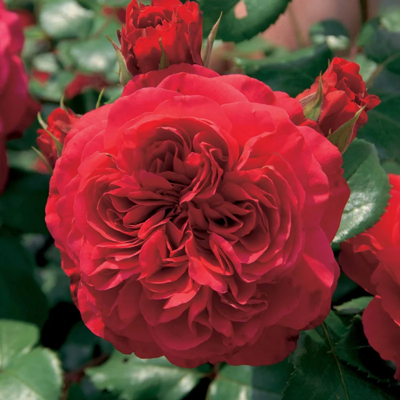 Rosier floribunda Red Leonardo da Vinci ® Meiangele