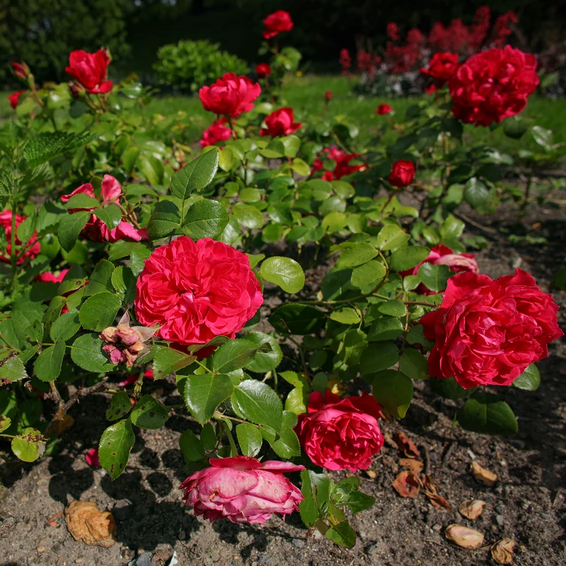 Rosier floribunda Red Leonardo da Vinci ® Meiangele
