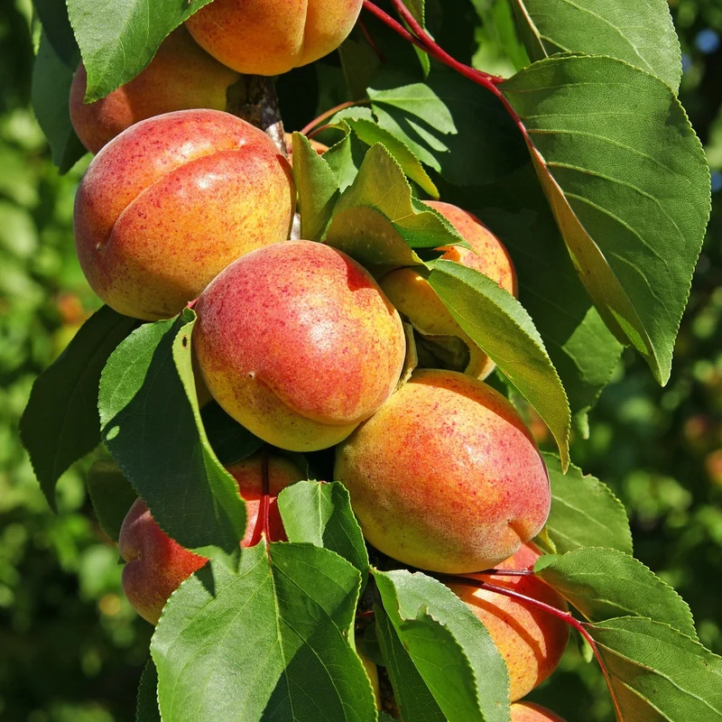 Abricotier Polonais