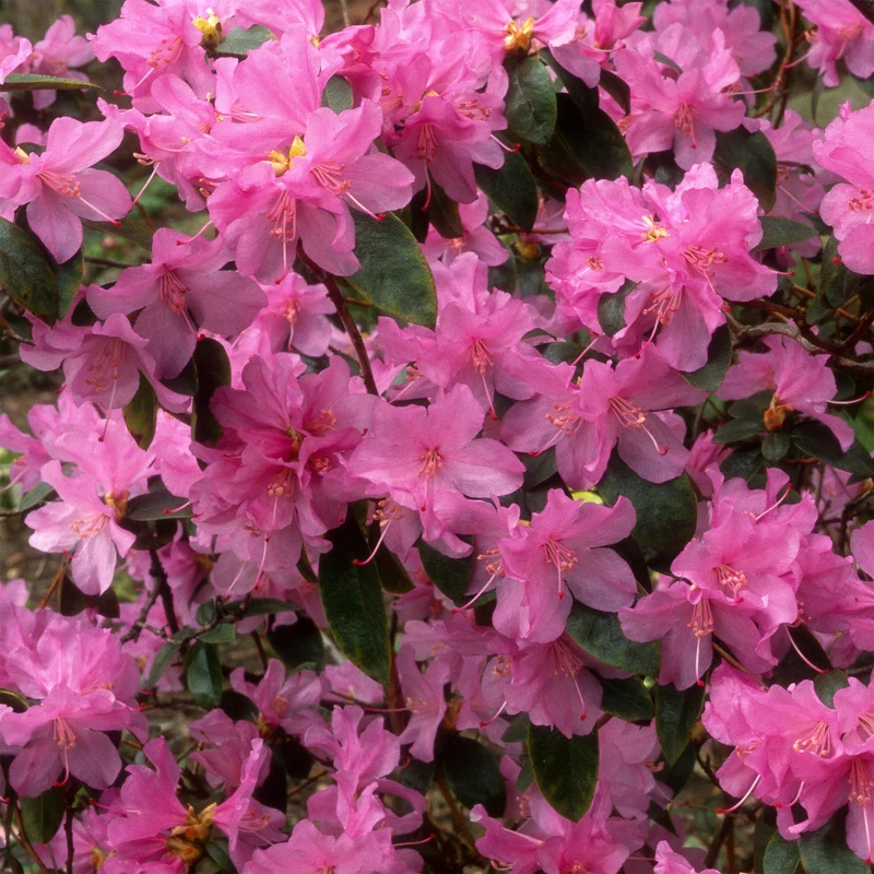 Rhododendron précoce