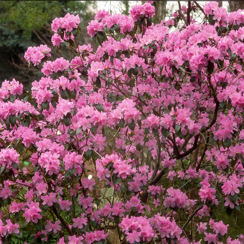 Rhododendron précoce