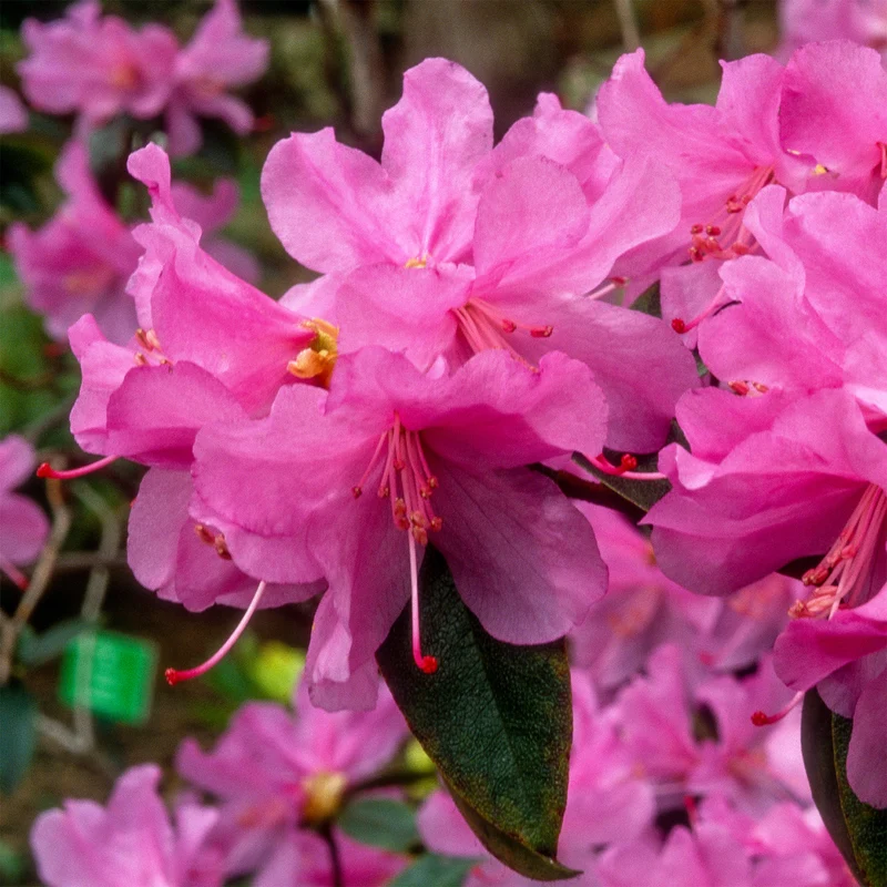 Rhododendron précoce