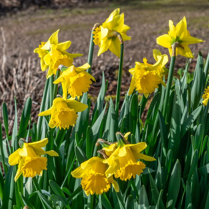 10 Narcisses Rijnveld's Early Sensation