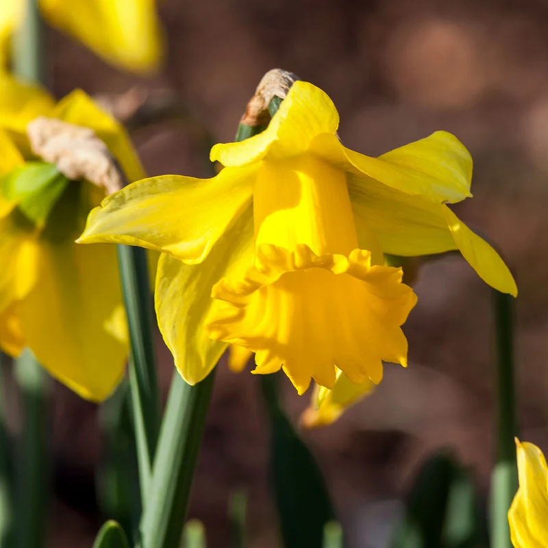 10 Narcisses Rijnveld's Early Sensation