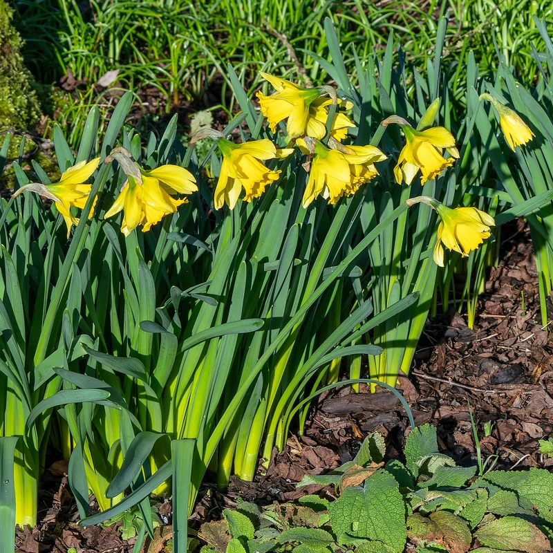 10 Narcisses Rijnveld's Early Sensation