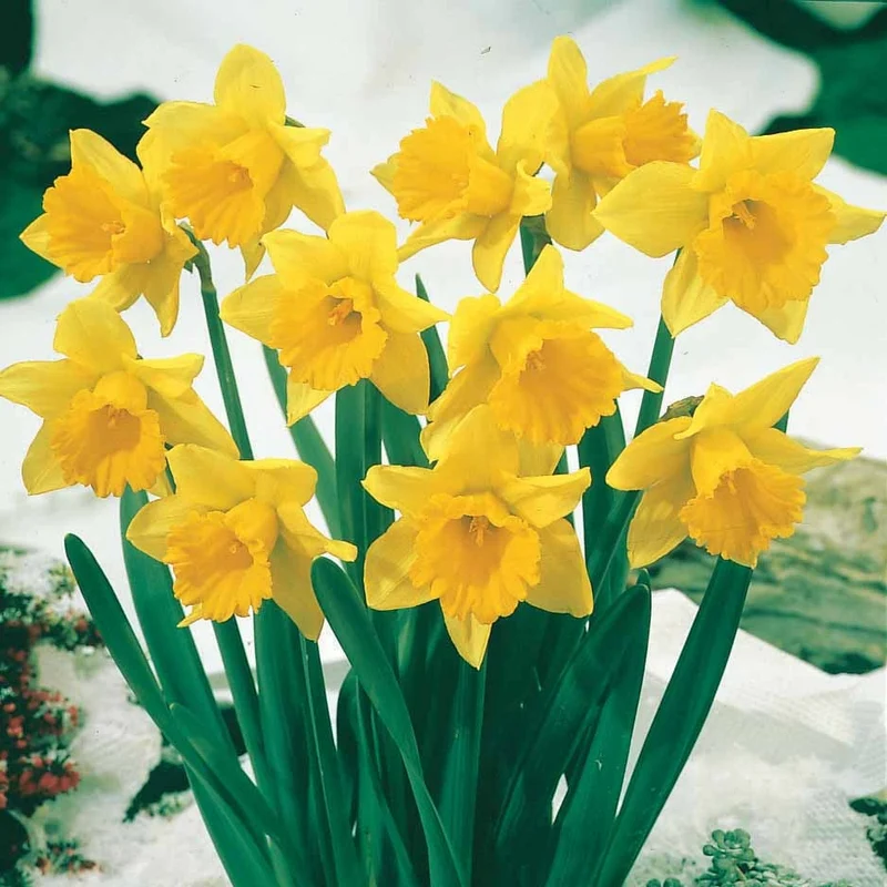 10 Narcisses Rijnveld's Early Sensation