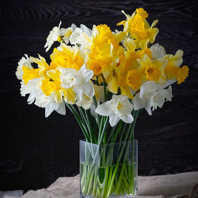 10 Narcisses Rijnveld's Early Sensation