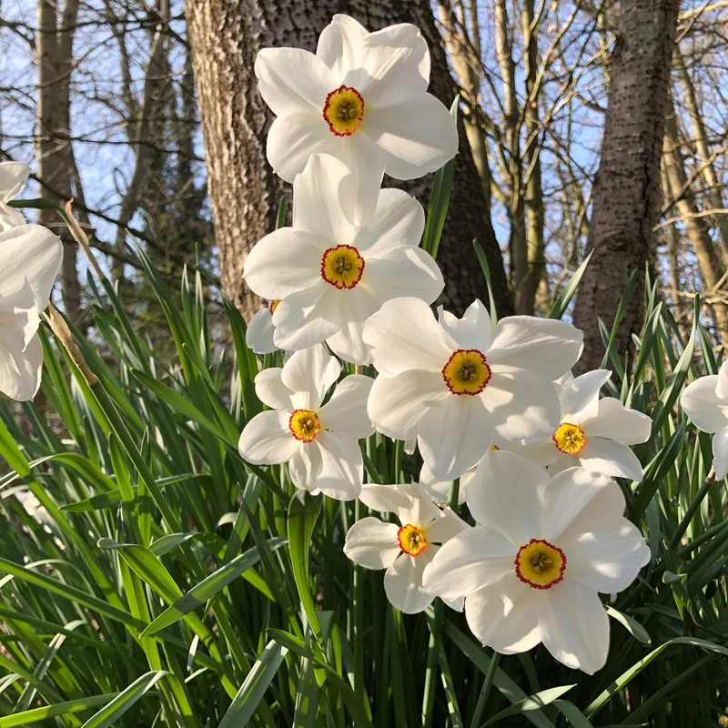10 Narcisses des poètes Actea