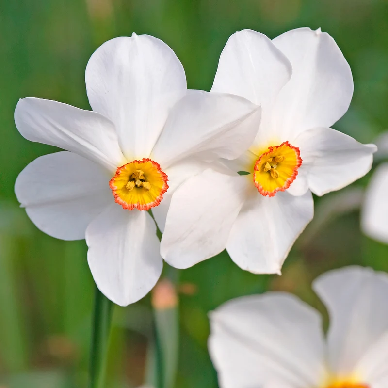 10 Narcisses des poètes Actea