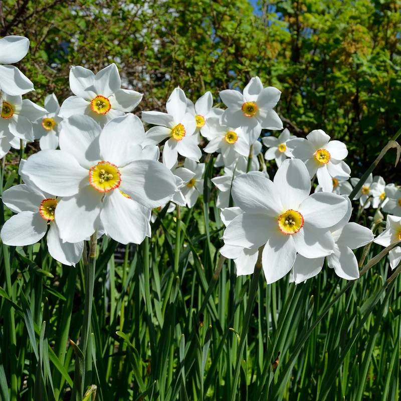 10 Narcisses des poètes Actea