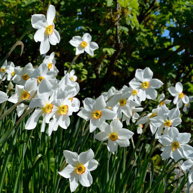 10 Narcisses des poètes Actea