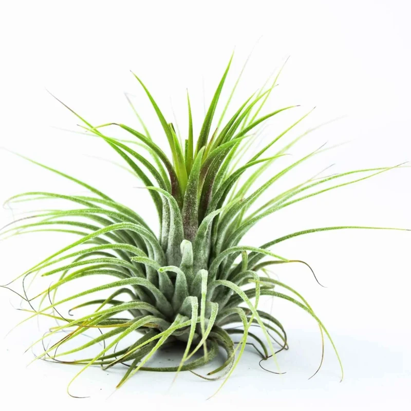 Tillandsia ionantha Druid