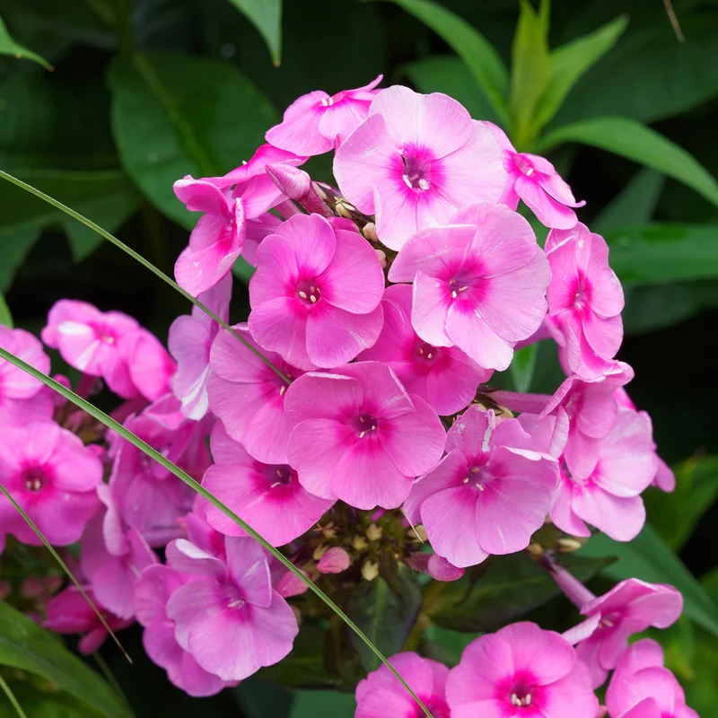 3 Phlox paniculé rose vif