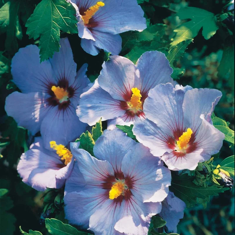 Hibiscus de jardin sur tige bleu