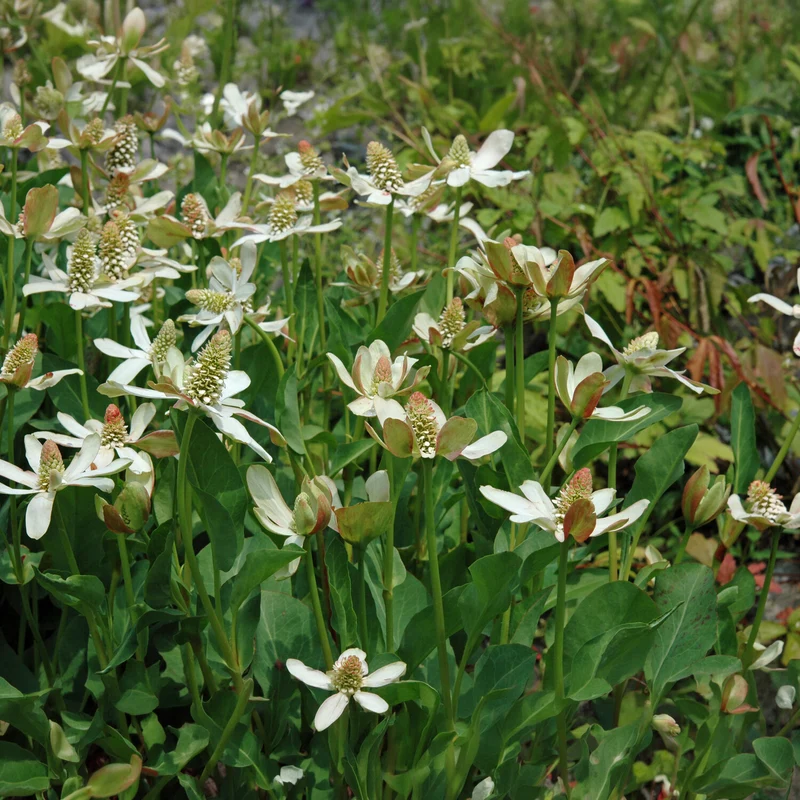 Anémopsis de Californie