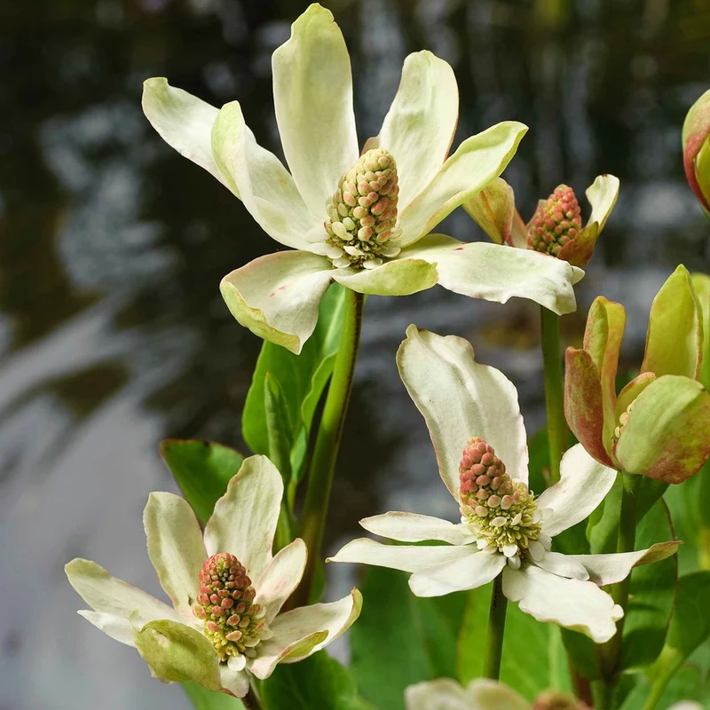 Anémopsis de Californie