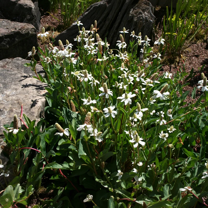 Anémopsis de Californie