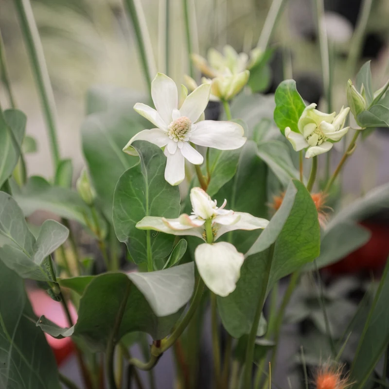 Anémopsis de Californie