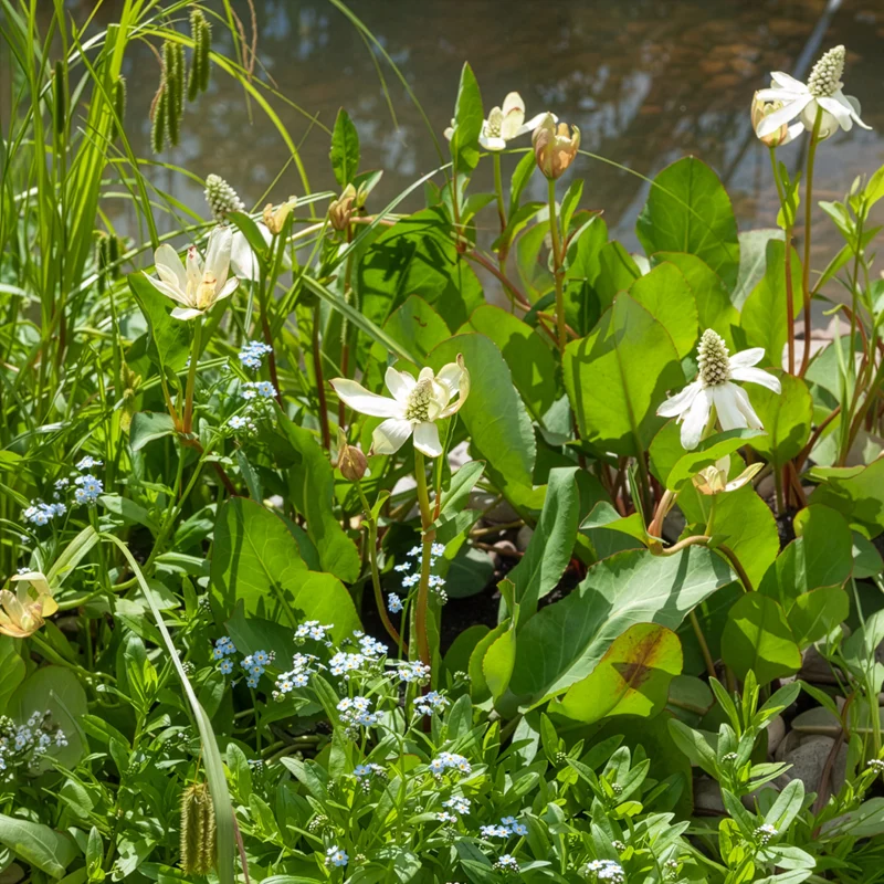 Anémopsis de Californie