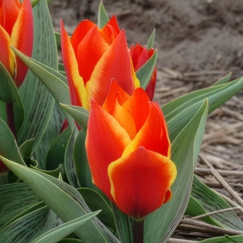 10 Tulipes botaniques Winnipeg