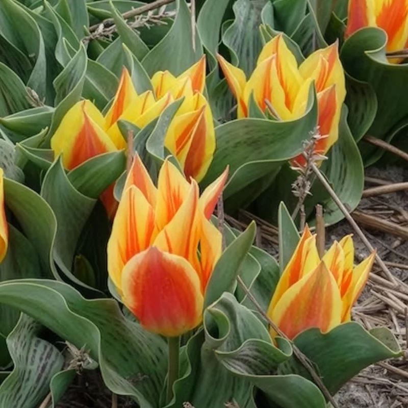 10 Tulipes botaniques Winnipeg