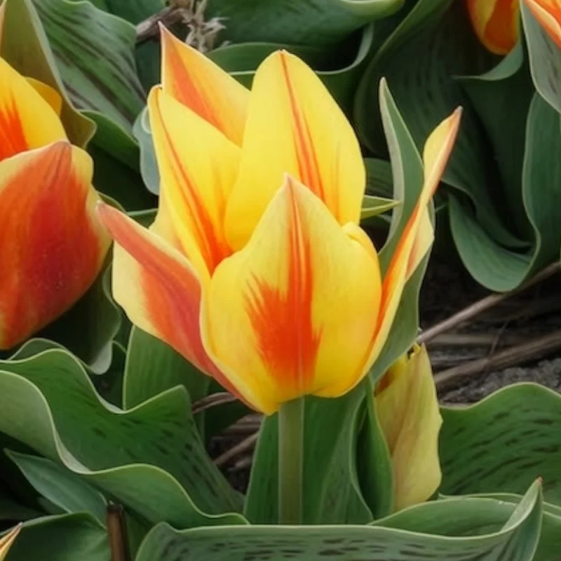 10 Tulipes botaniques Winnipeg