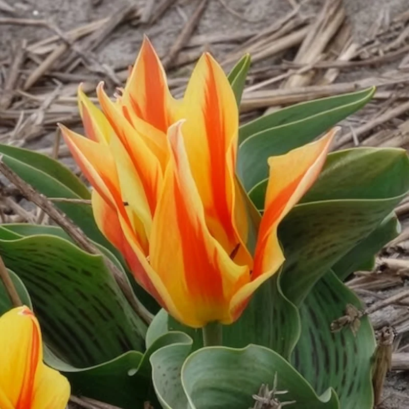 10 Tulipes botaniques Winnipeg