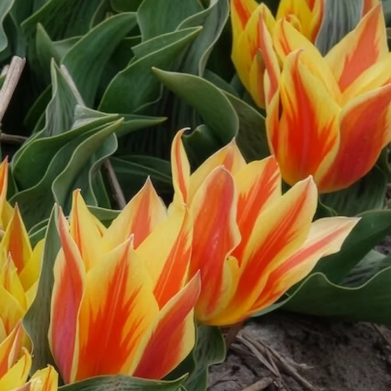 10 Tulipes botaniques Winnipeg