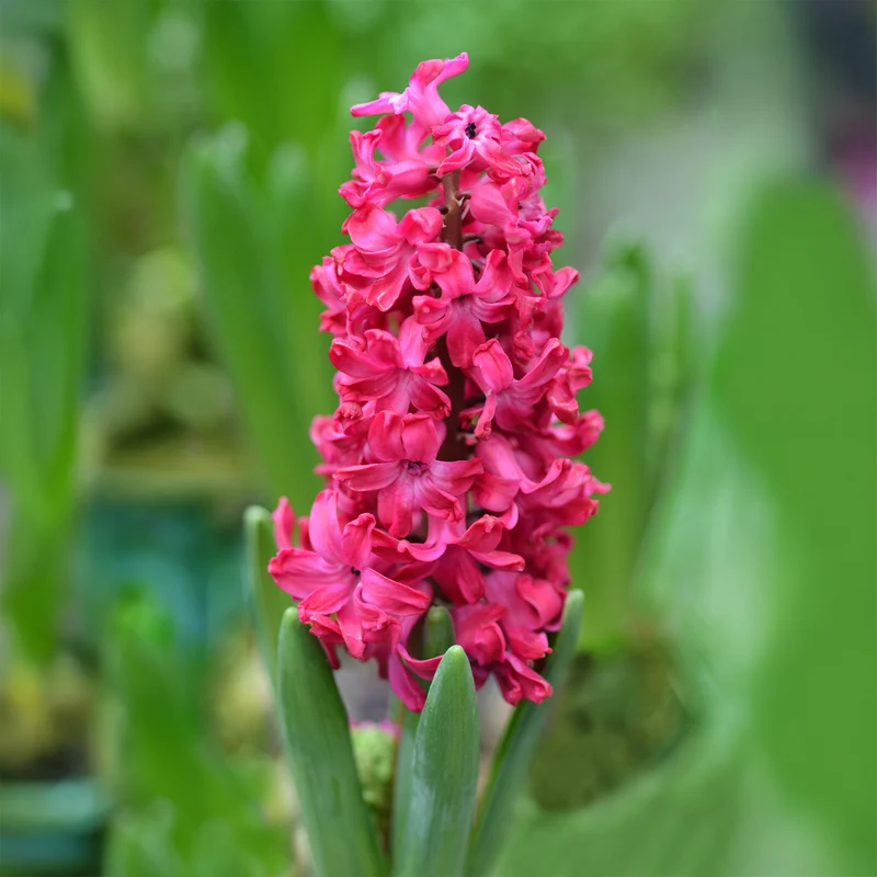 6 Jacinthes Jan Bos rouge