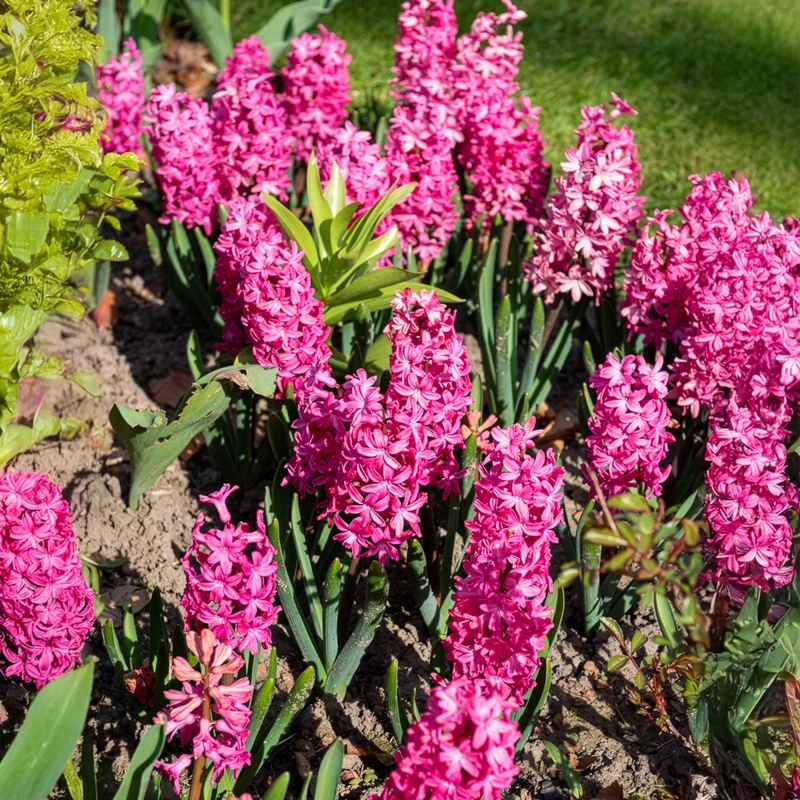 6 Jacinthes Jan Bos rouge