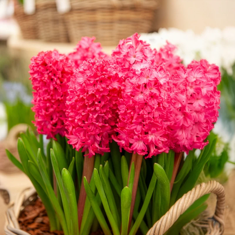 6 Jacinthes Jan Bos rouge